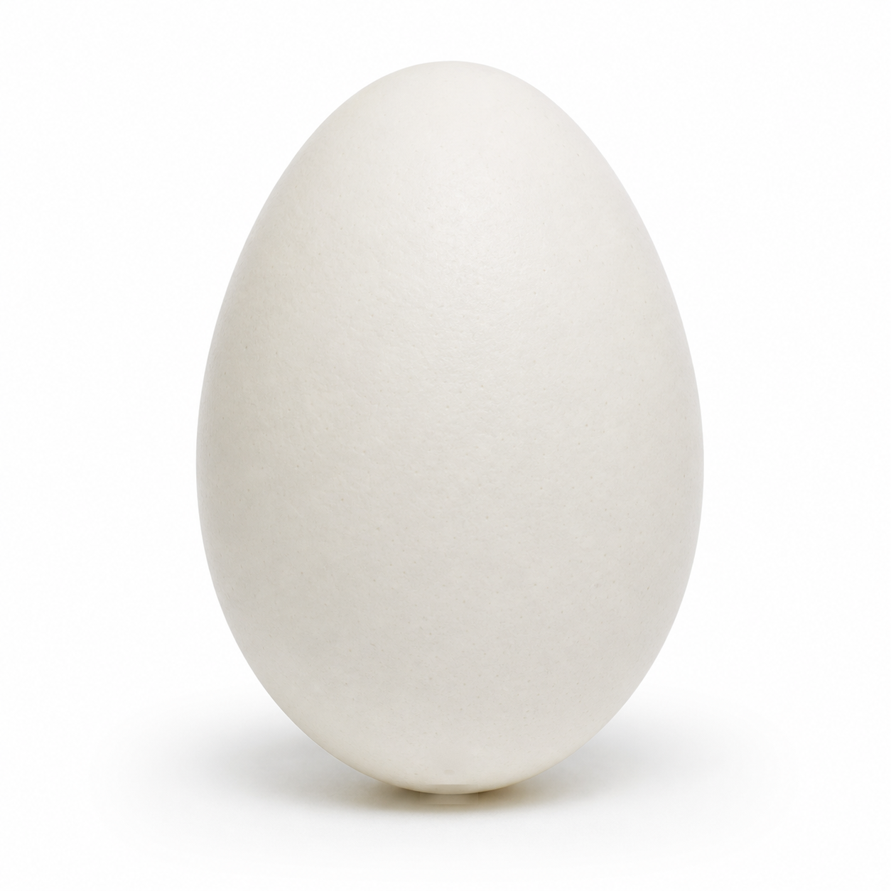 Blown Out Hollow Real Goose Eggshell, Empty Cleaned-Out Egg for Easter Egg Decorating, DIY Pysanky Craft 3.5 Inches Tall in White color Oval