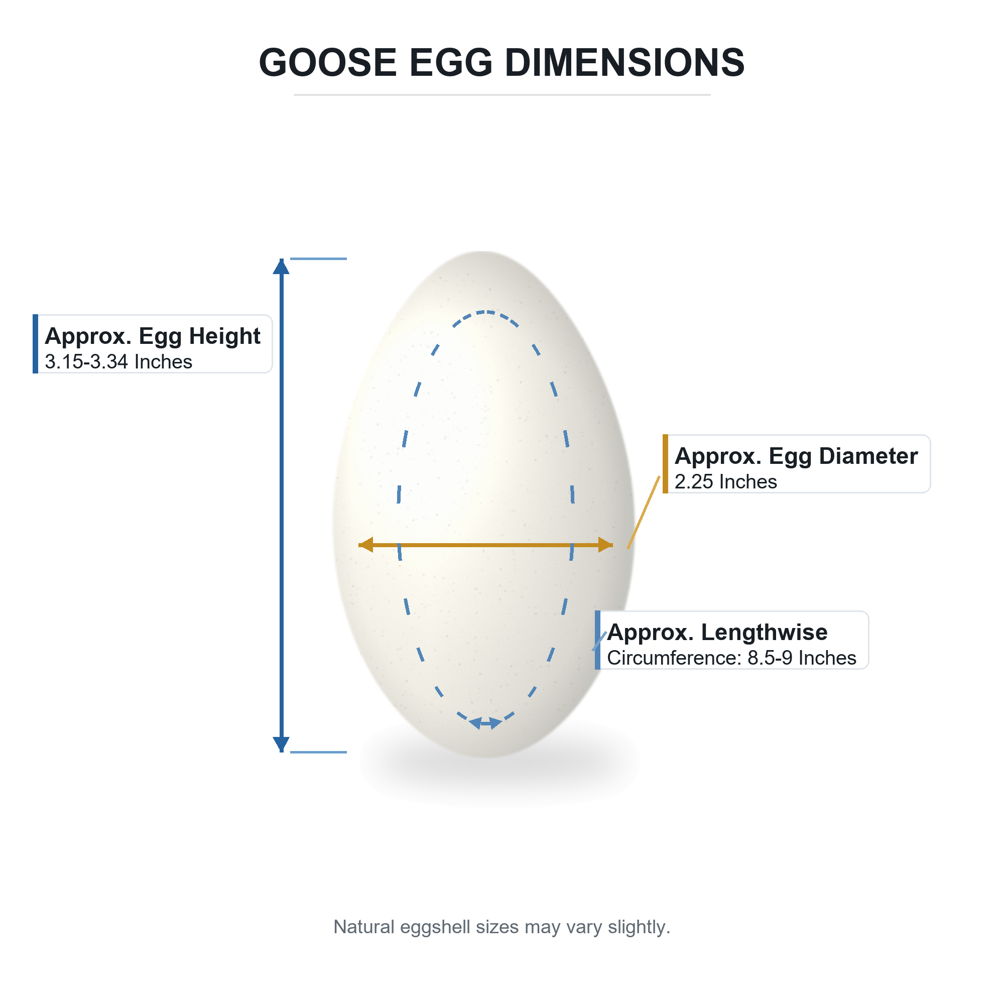 Blown Out Hollow Real Goose Eggshell, Empty Cleaned-Out Egg for Easter Egg Decorating, DIY Pysanky Craft 3.25 Inches TallCanada , dimensions in inches: 3.3 x 2.2 x 2.2
