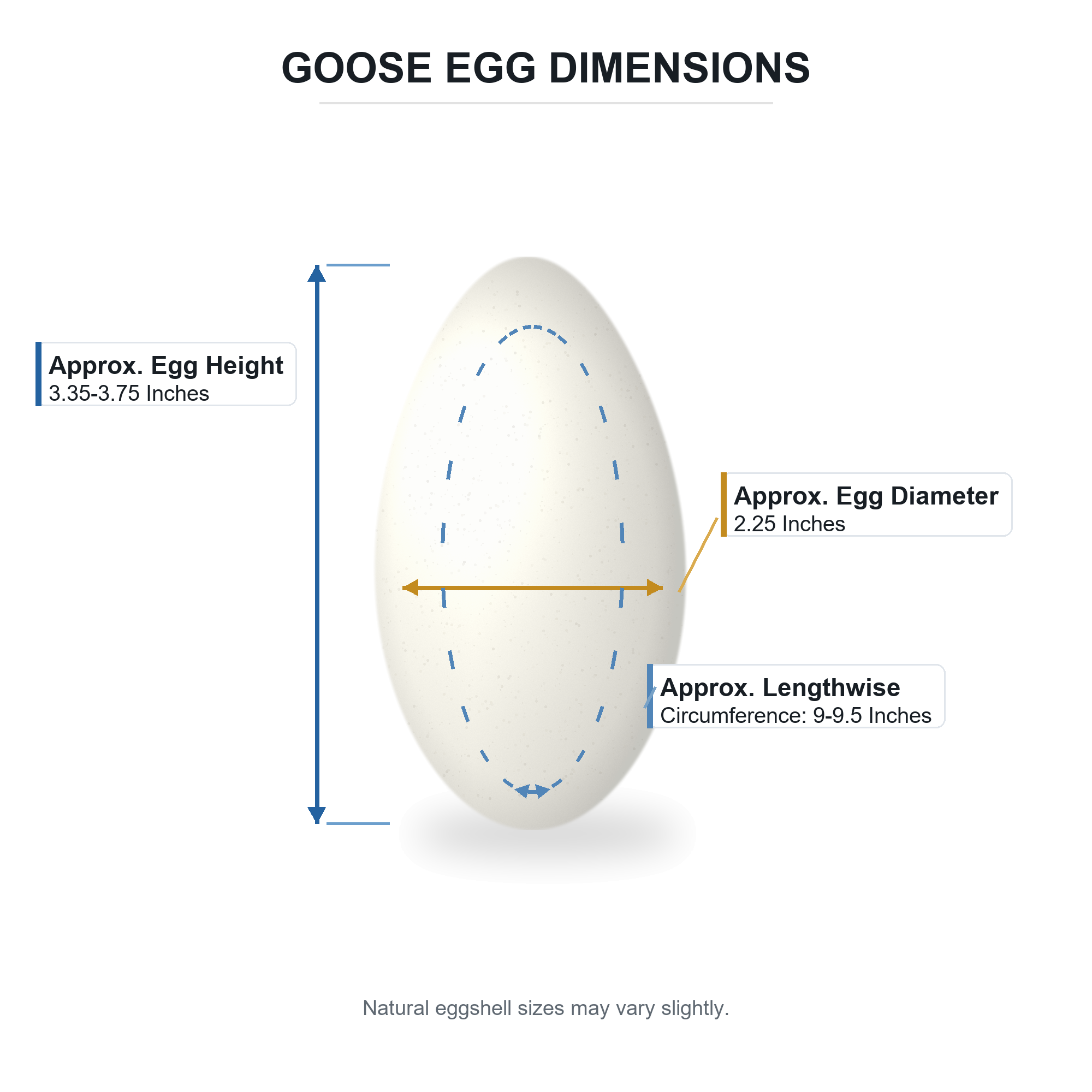 Shop Blown Out Hollow Real Goose Eggshell, Empty Cleaned-Out Egg for Easter Egg Decorating, DIY Pysanky Craft 3.5 Inches Tall. Buy Easter Eggs > Eggshell > Unfinished White Oval